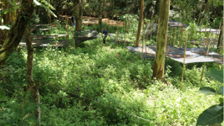&Aacute;guas da Mantiqueira Project