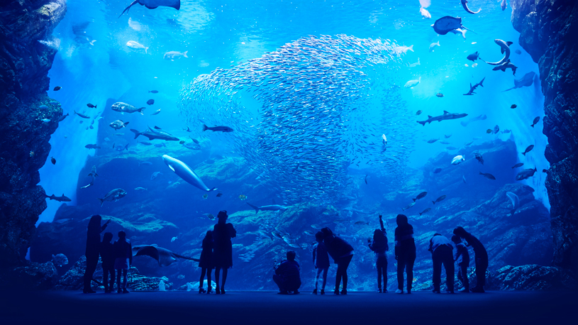 仙台うみの杜水族館 仙台うみの杜水族館